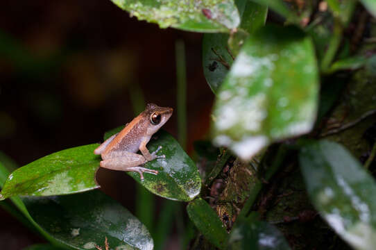 Image of Pseudophilautus folicola (Manamendra-Arachchi & Pethiyagoda 2005)