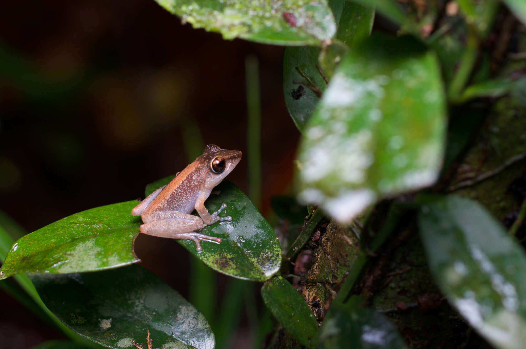 Imagem de Pseudophilautus folicola (Manamendra-Arachchi & Pethiyagoda 2005)