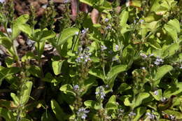 Image of Health Speedwell