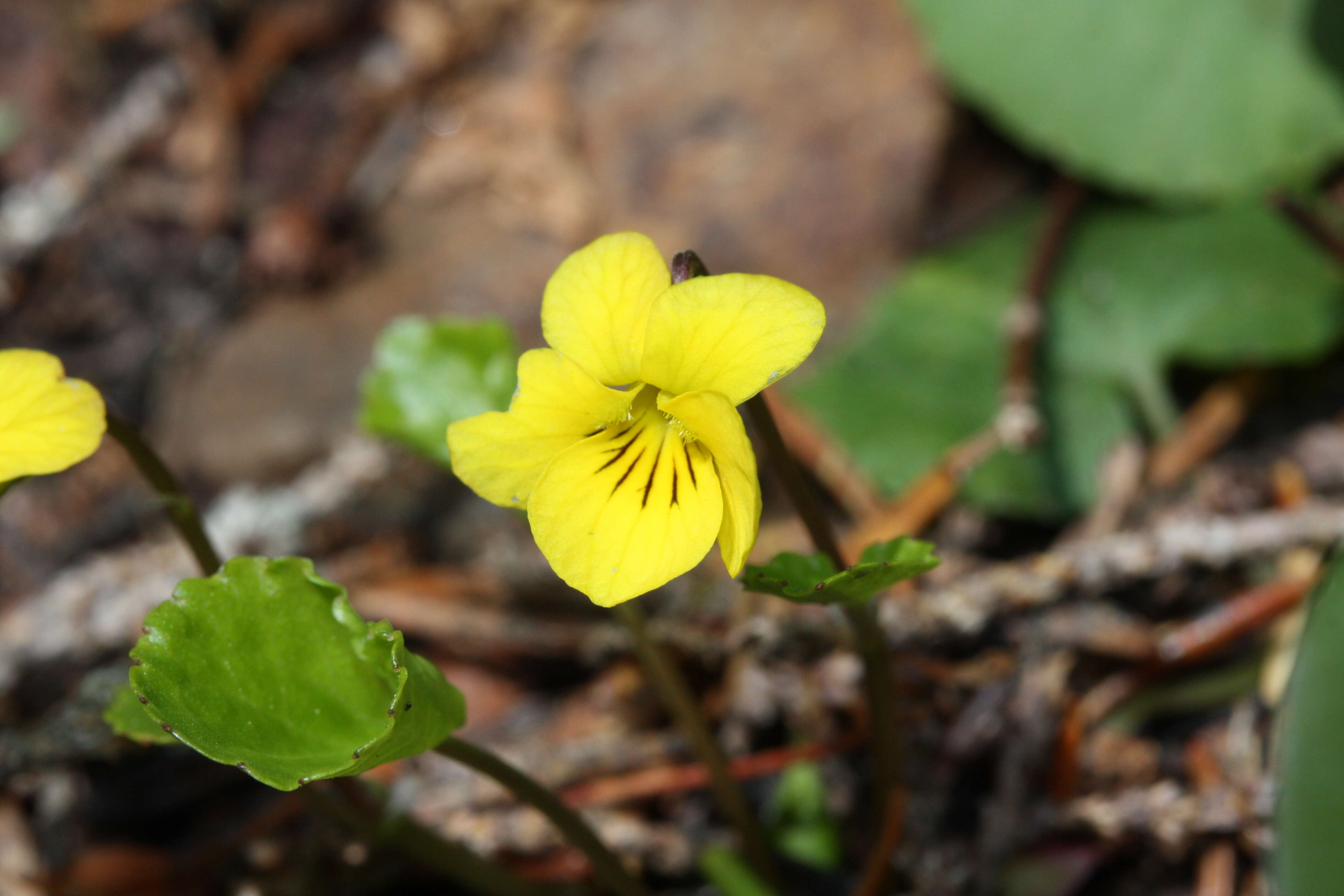 Image of Evergreen Violet