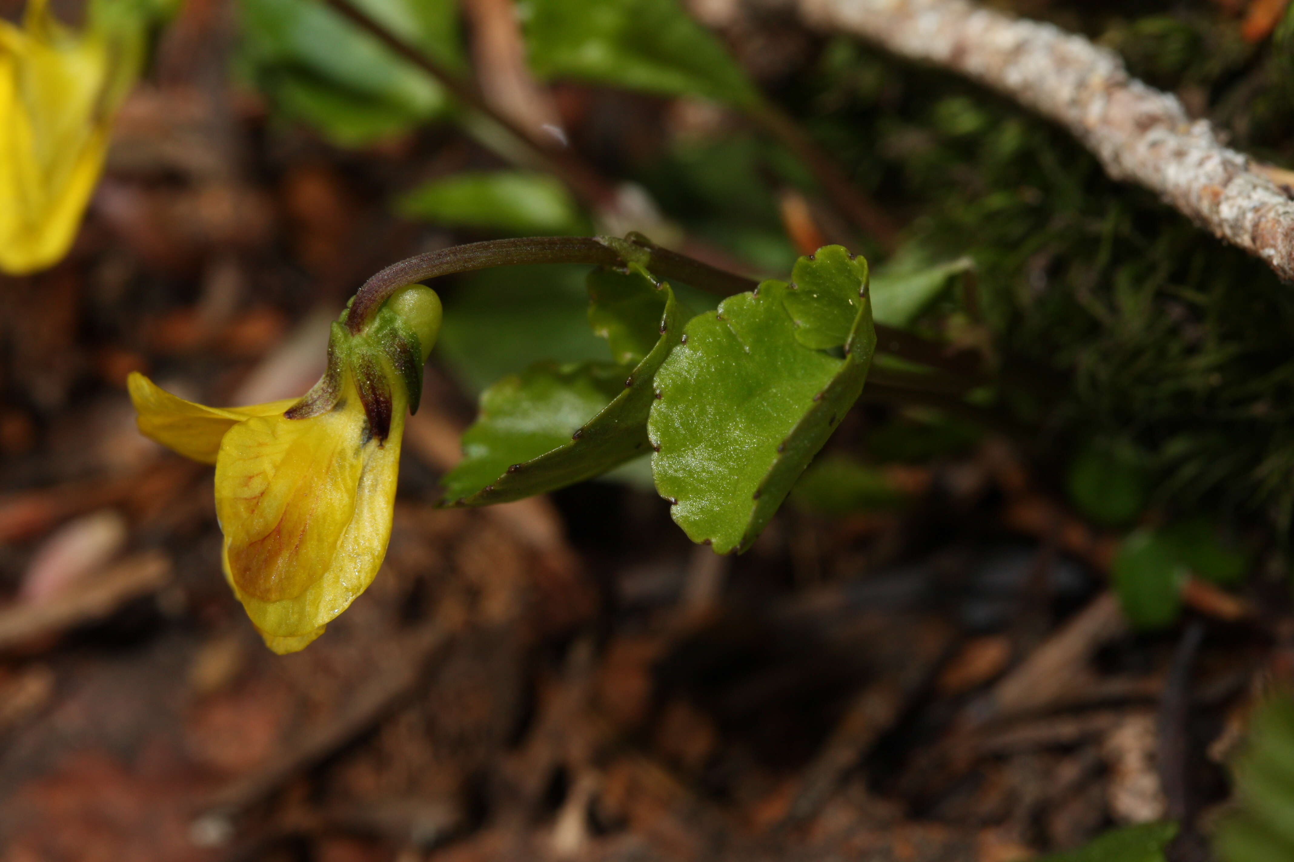 Image of Evergreen Violet