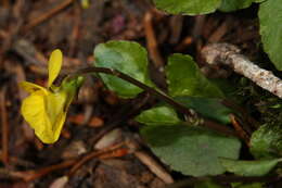 Image of Evergreen Violet