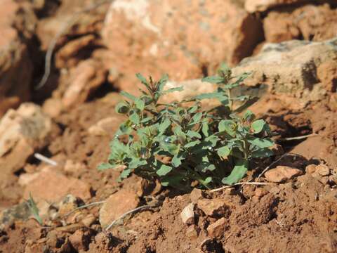 Image of Euphorbia undulata M. Bieb.