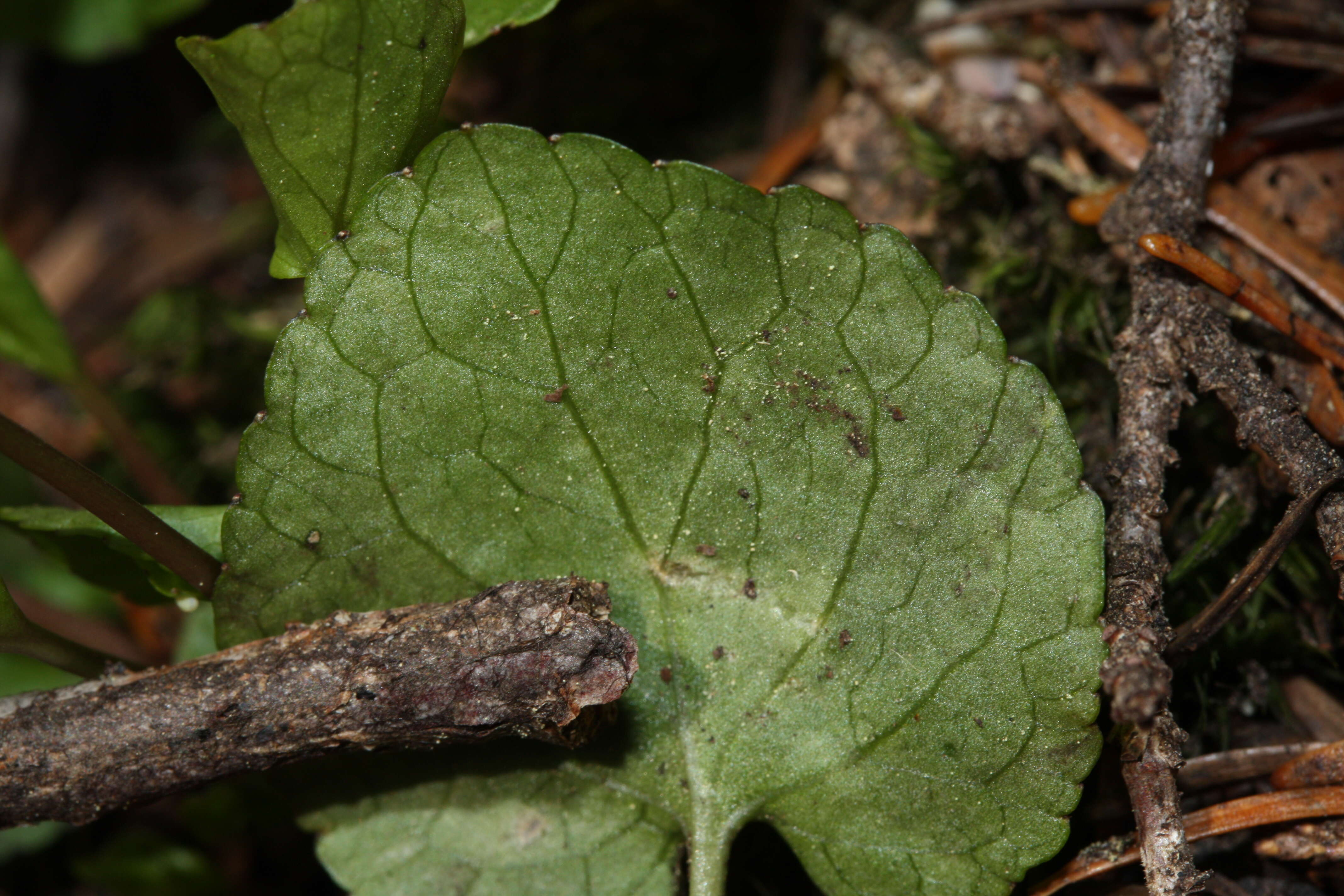 Image of Evergreen Violet