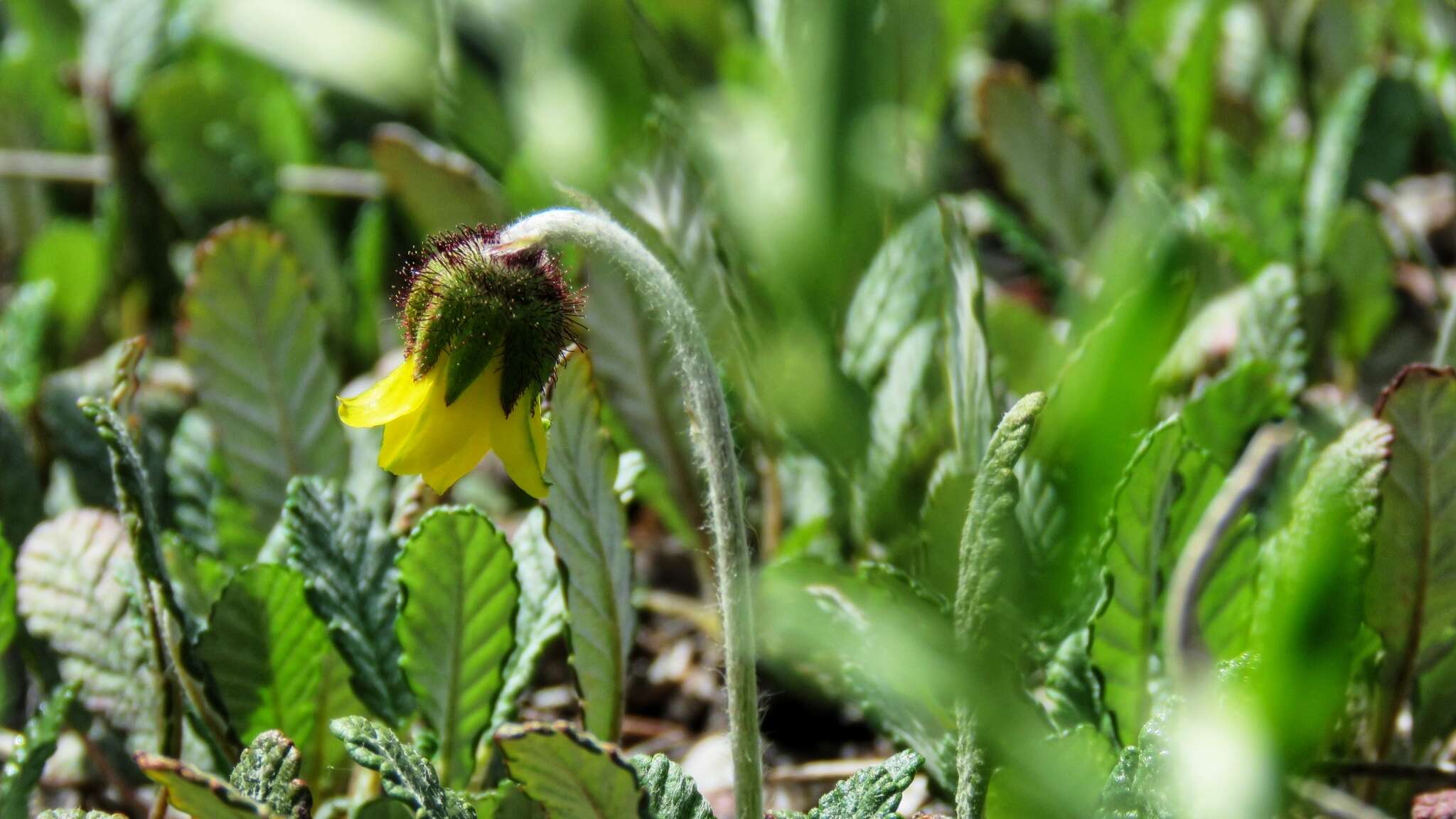 Image of Drummond's mountain-avens