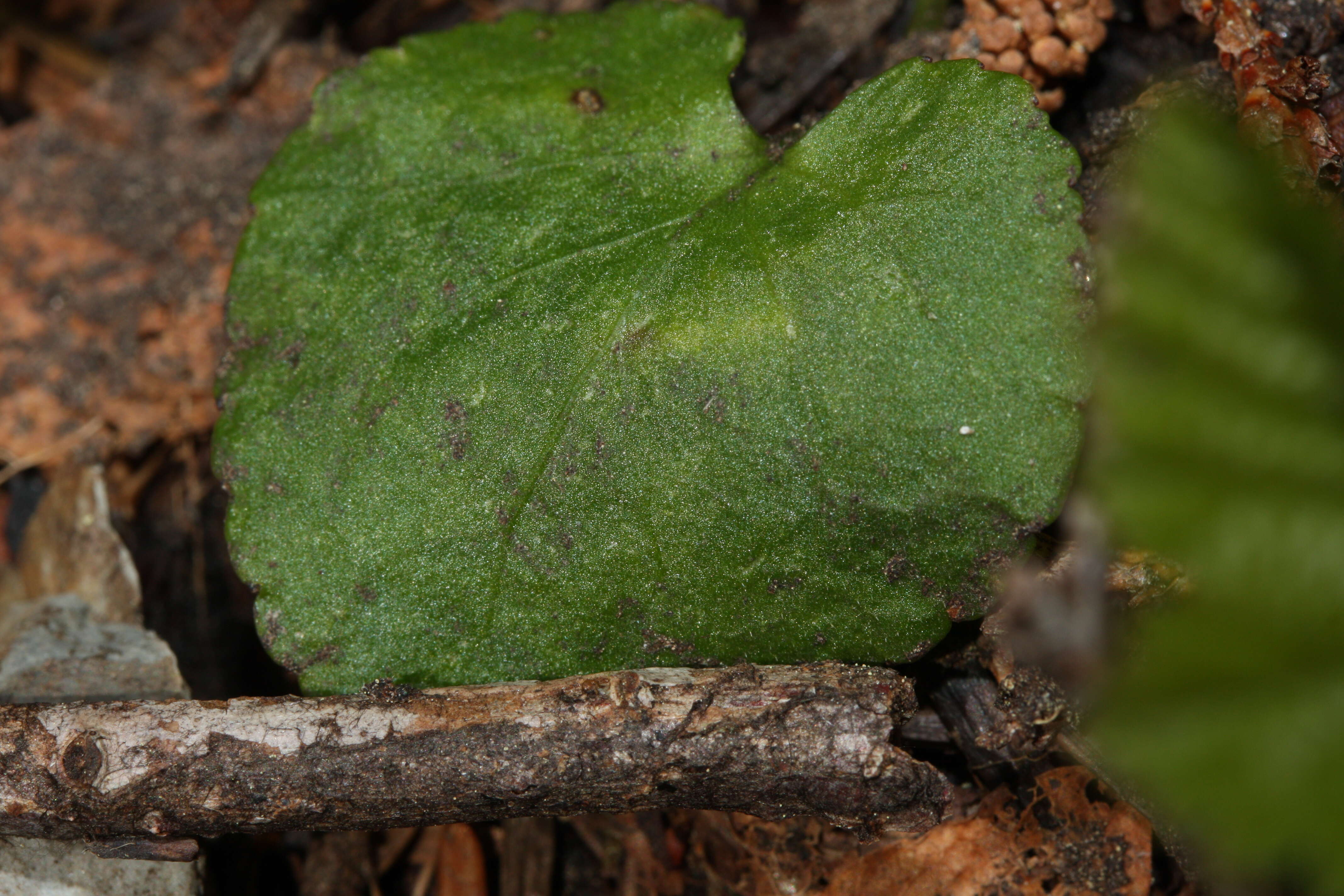 Image of Evergreen Violet