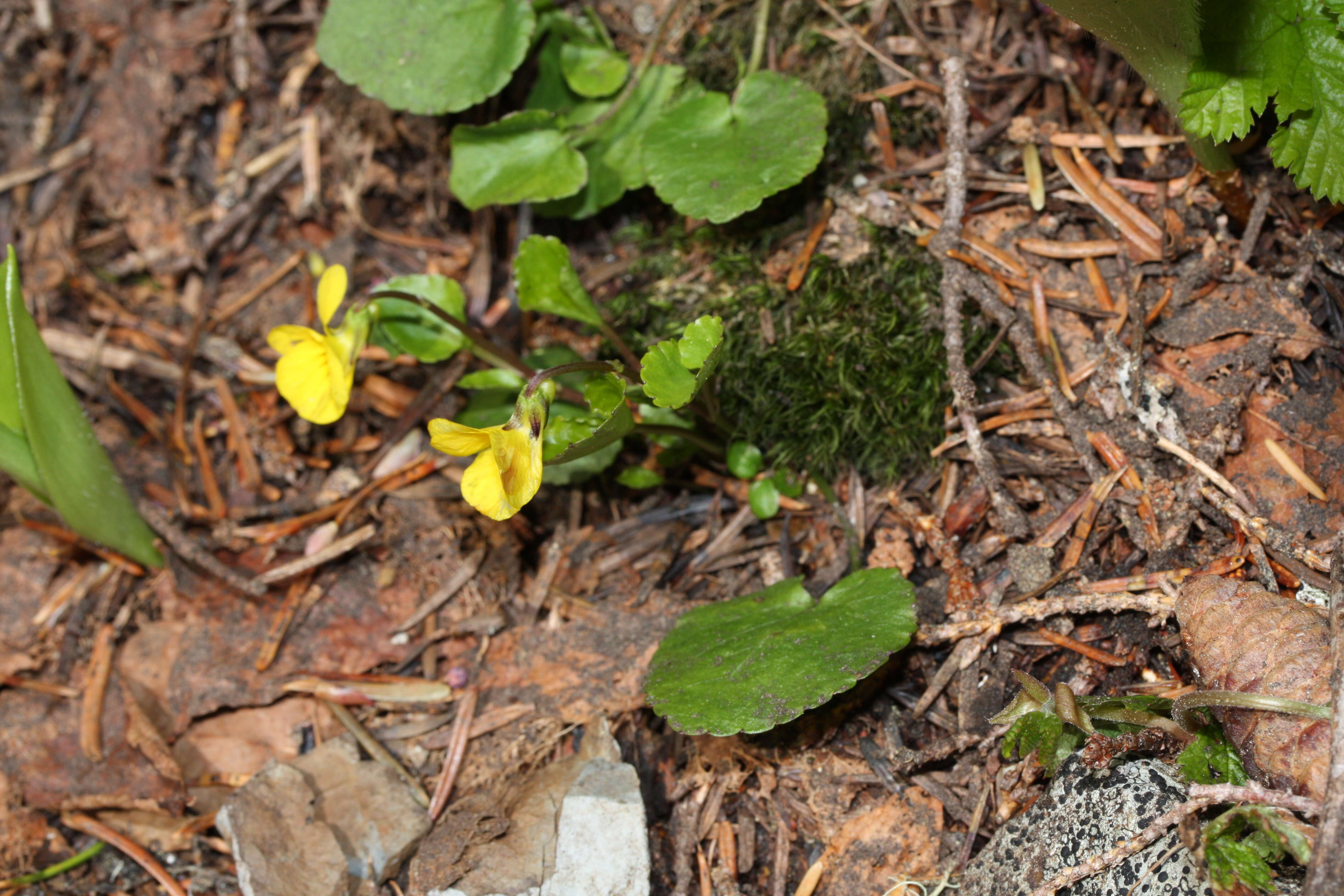 Image of Evergreen Violet