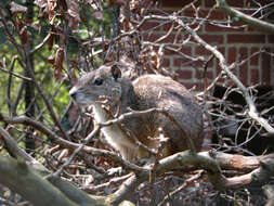 Image of guinea pigs