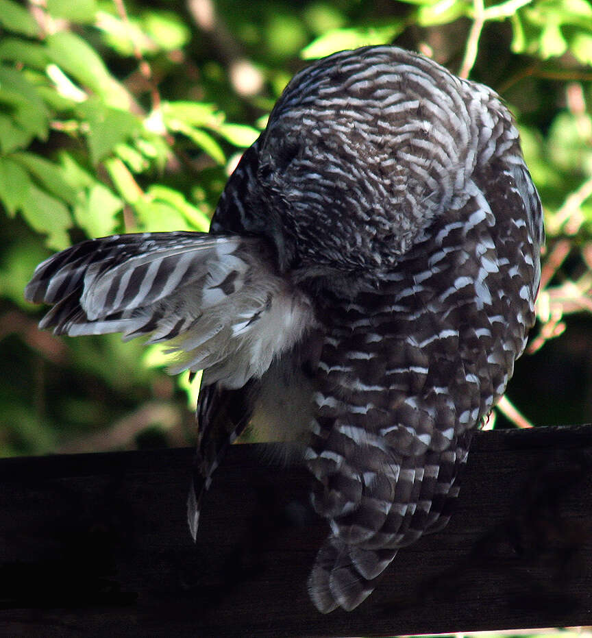 Image of Barred Owl