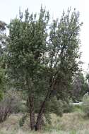 Image of holly-leaved banksia