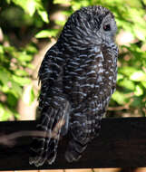 Image of Barred Owl