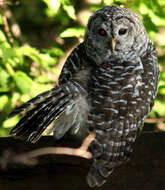 Image of Barred Owl