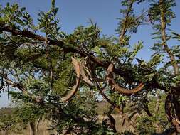 Image of Grey-haired acacia