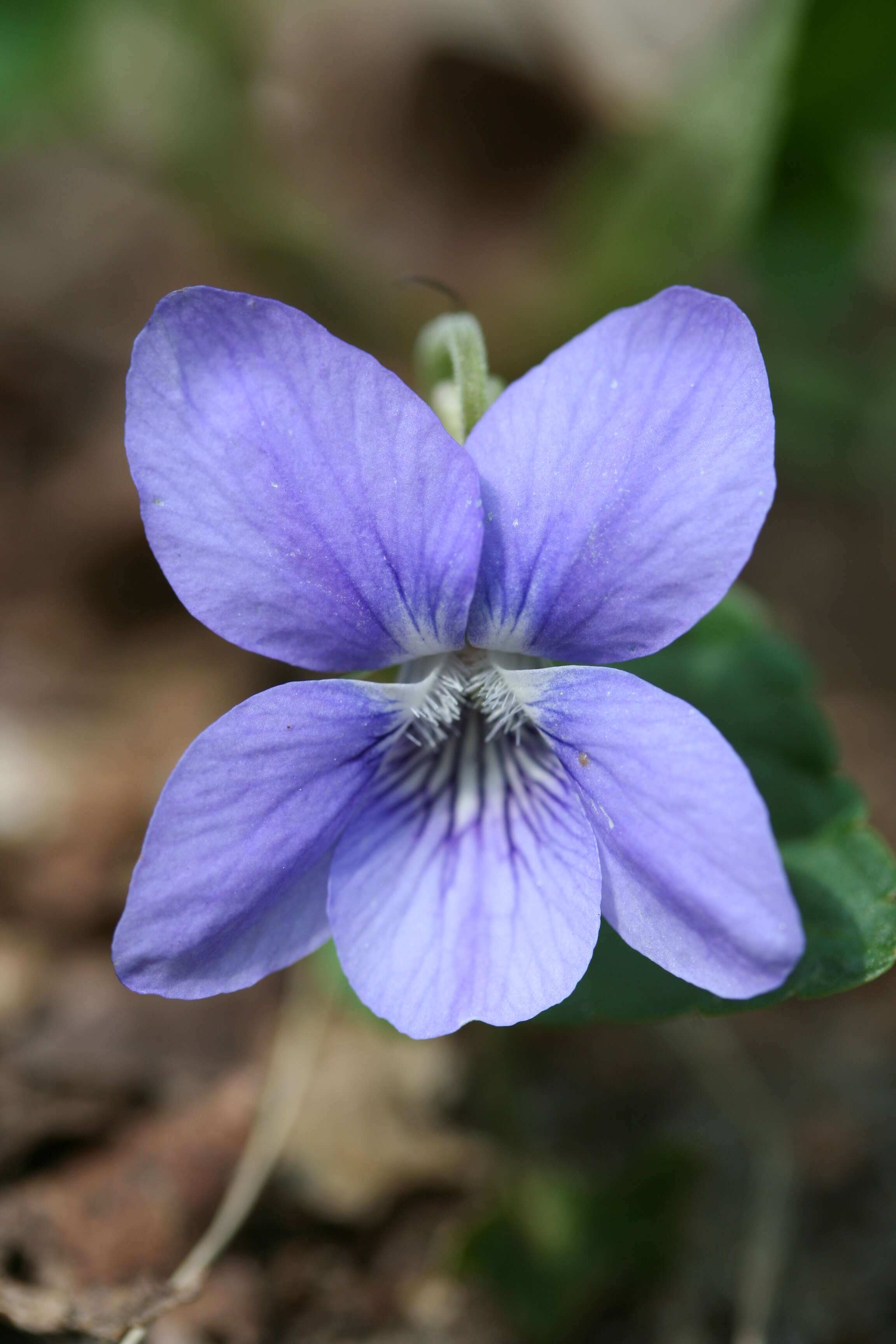 Image of common dog-violet