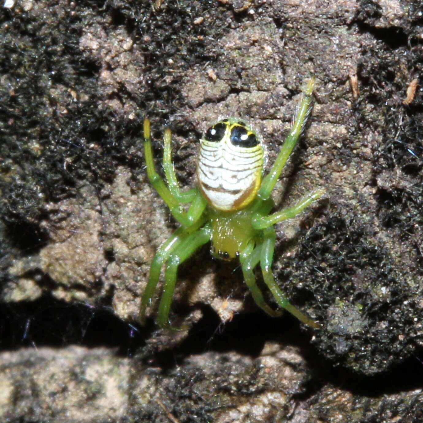 Image of Bijoaraneus praesignis (L. Koch 1872)