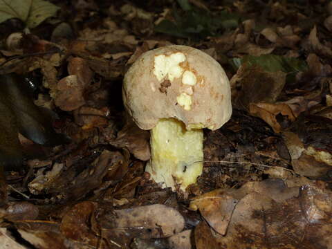 Image of Iodine bolete