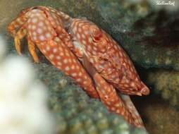 Image of yellow-spotted guard crab