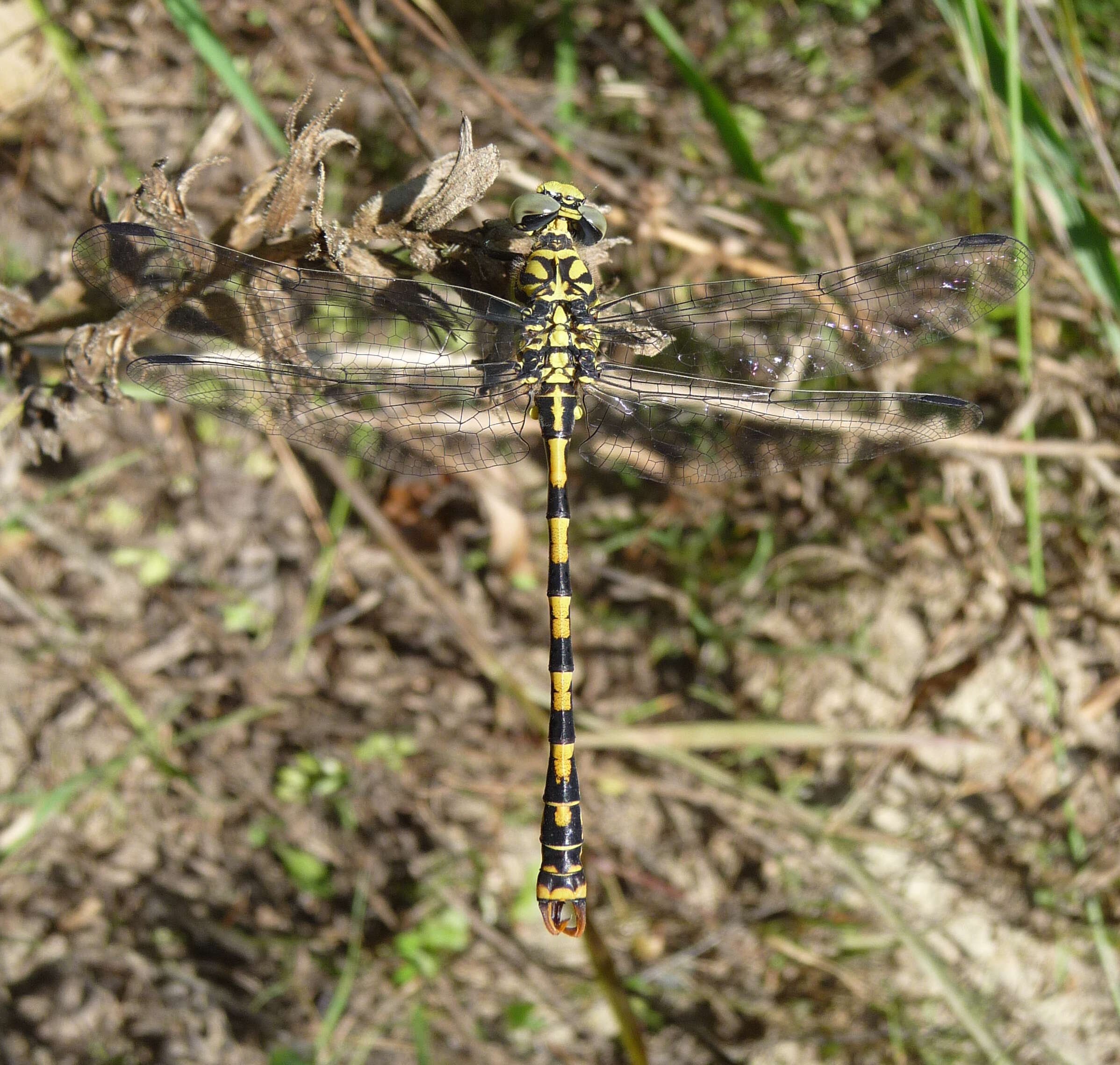 Image of Green-eyed Hooktail