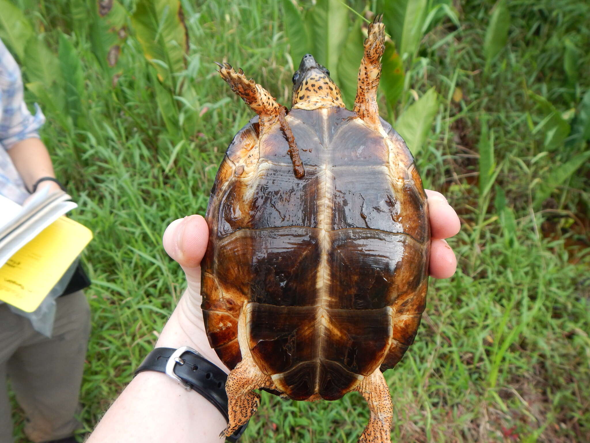 Image of Black River Turtle