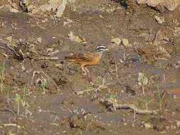 صورة Emberiza goslingi (Alexander 1906)