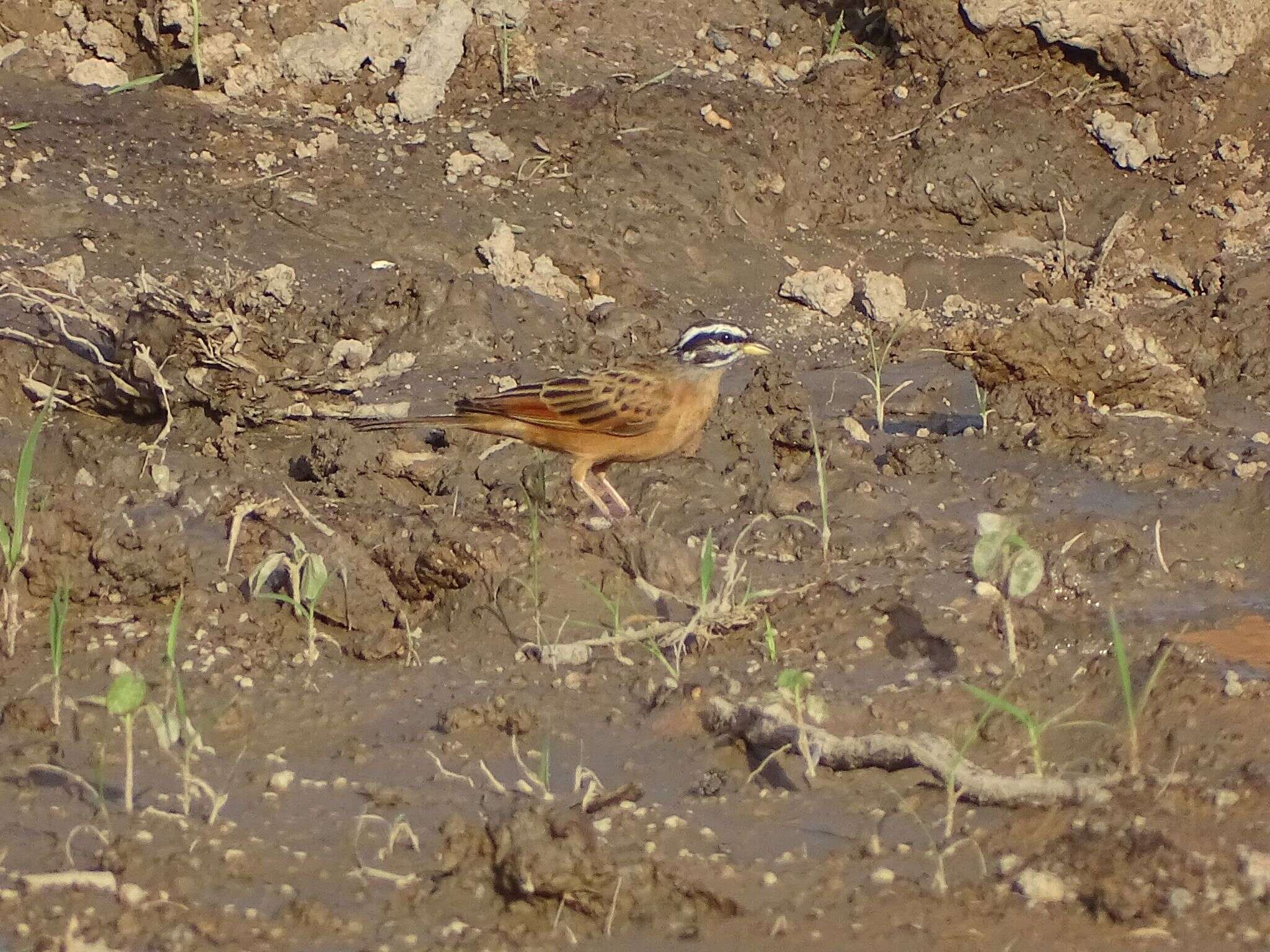 صورة Emberiza goslingi (Alexander 1906)