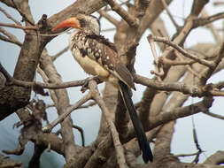 Image of Western Red-billed Hornbill