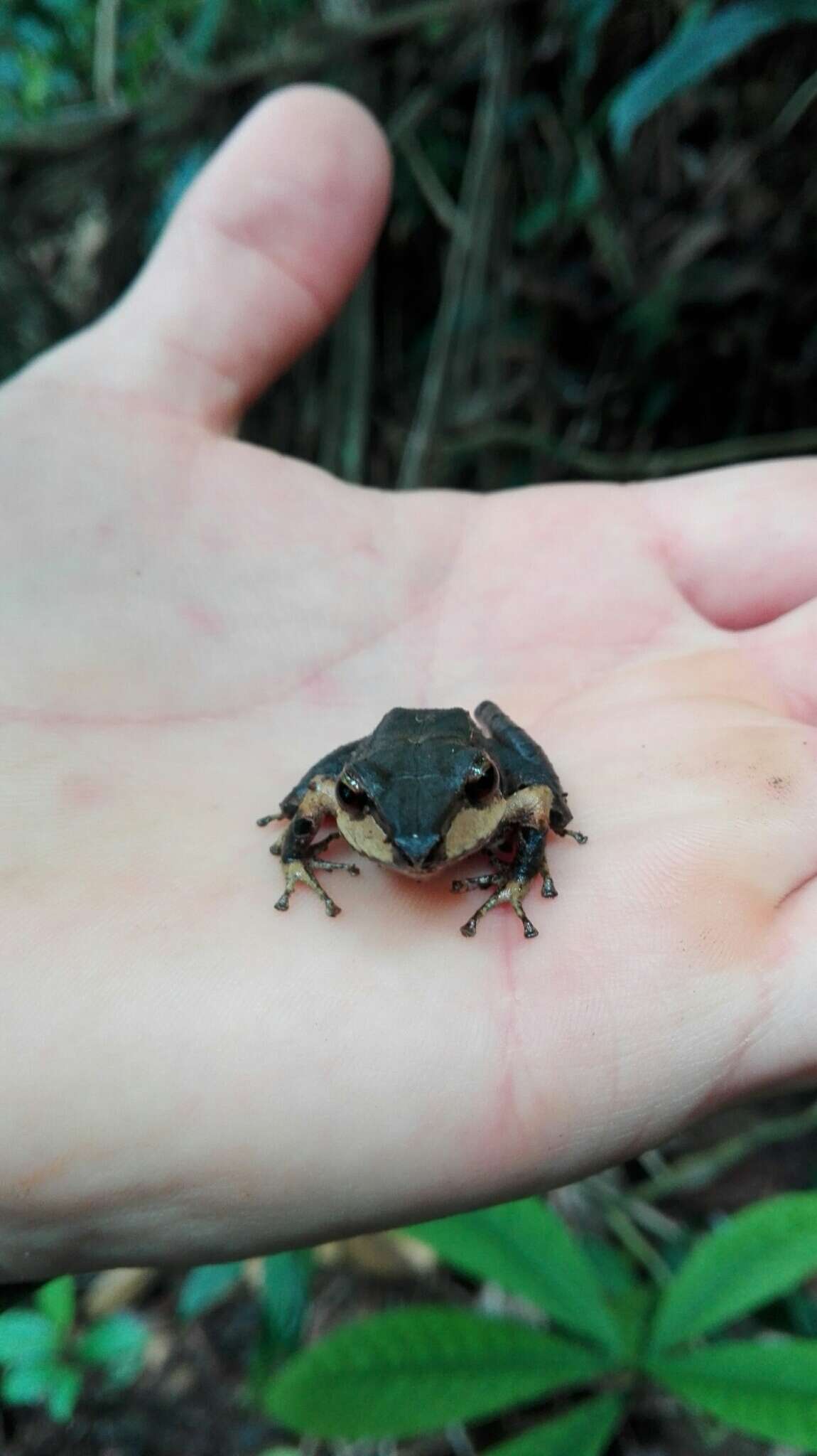 Pristimantis thectopternus (Lynch 1975)的圖片