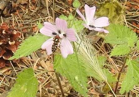 Image of Malva tournefortiana L.