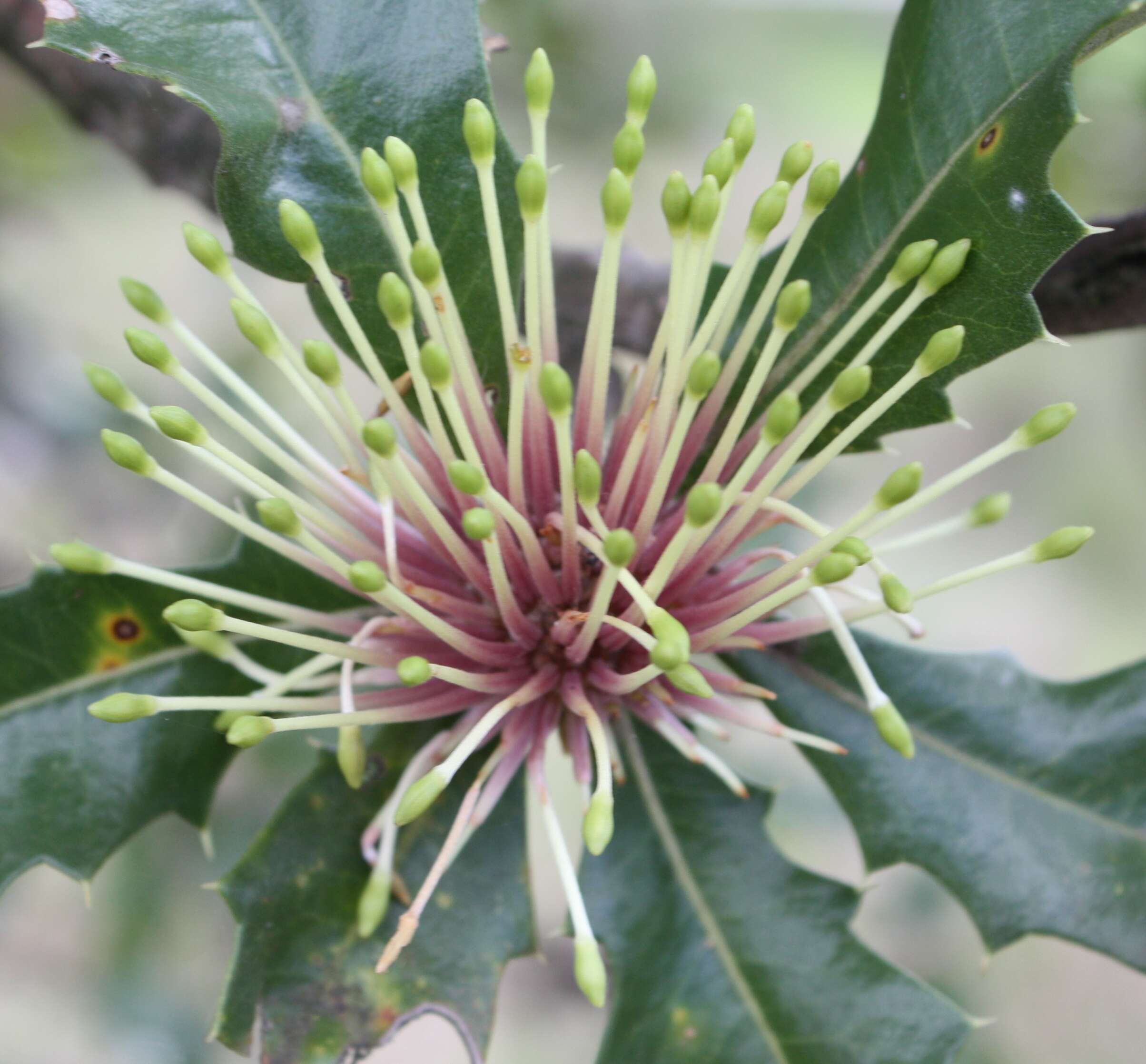 Image of holly-leaved banksia