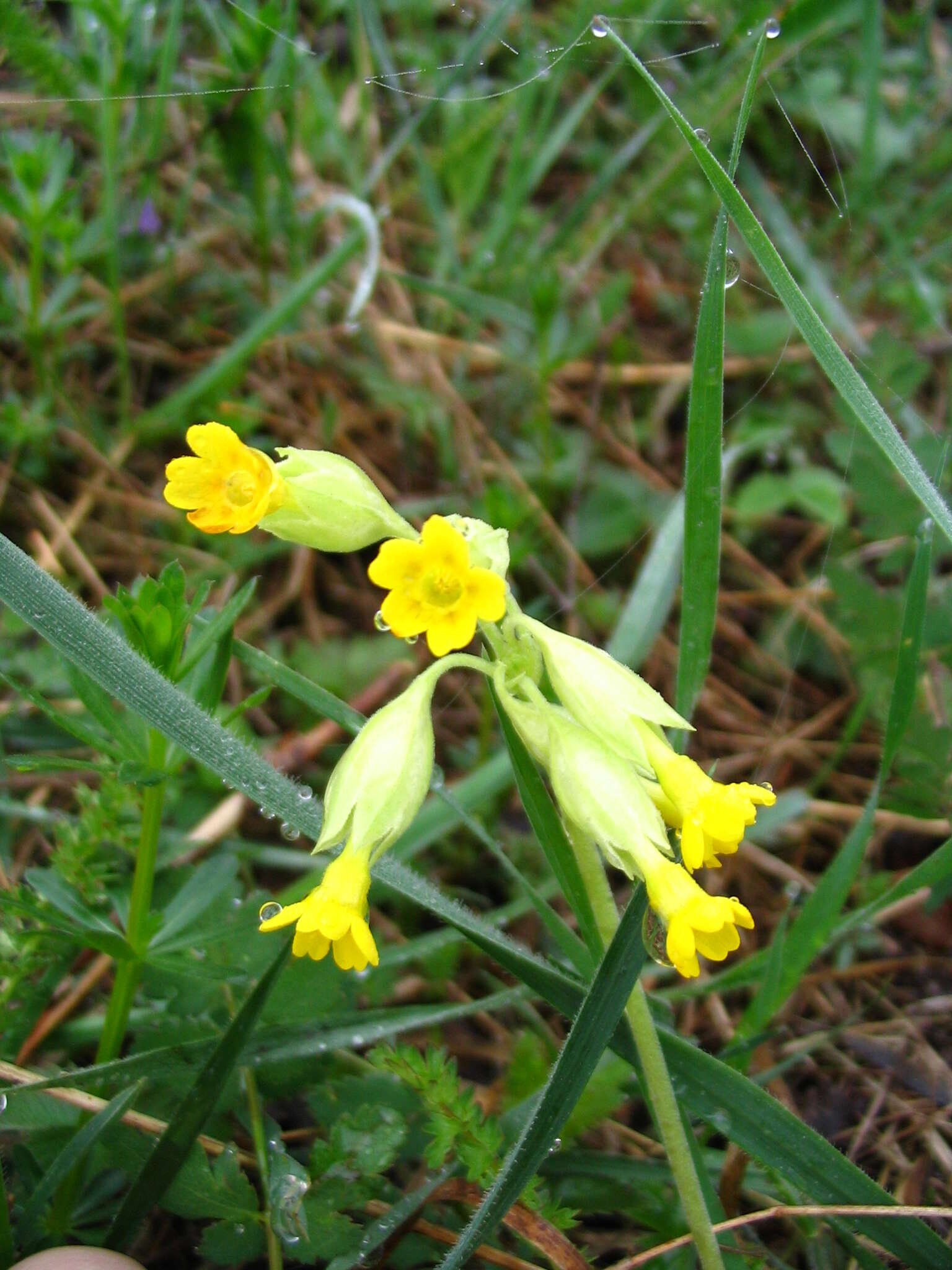 Image of Cowslip