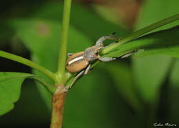 Image of Naupactus glaucus Perty 1832