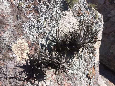 Image of Tillandsia xiphioides Ker Gawl.