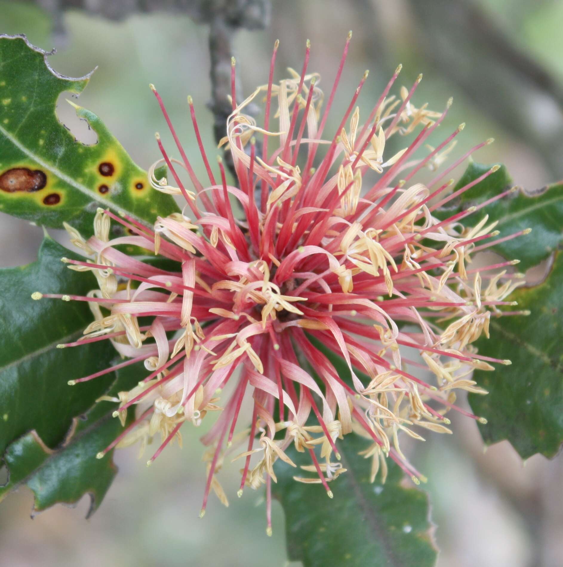 Image of holly-leaved banksia