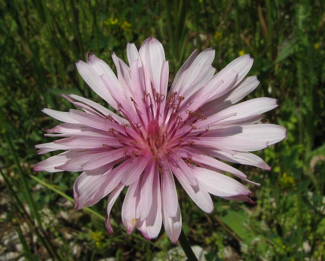 Image of red hawksbeard