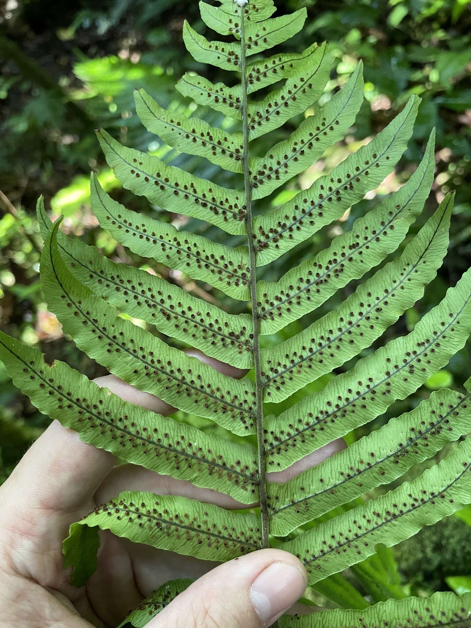 Image of Limestone Fern