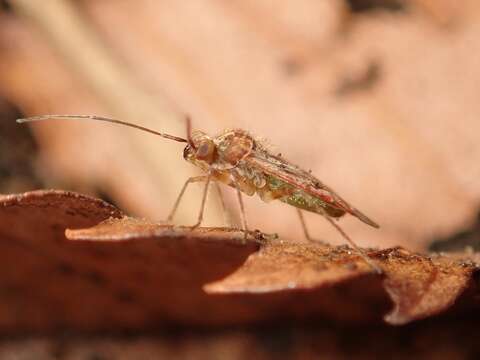 Tinginotum perlatum Linnavuori 1961的圖片