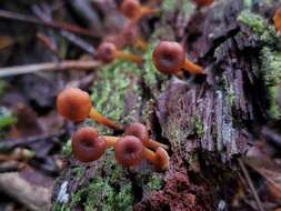 Image of Xeromphalina brunneola O. K. Mill. 1968