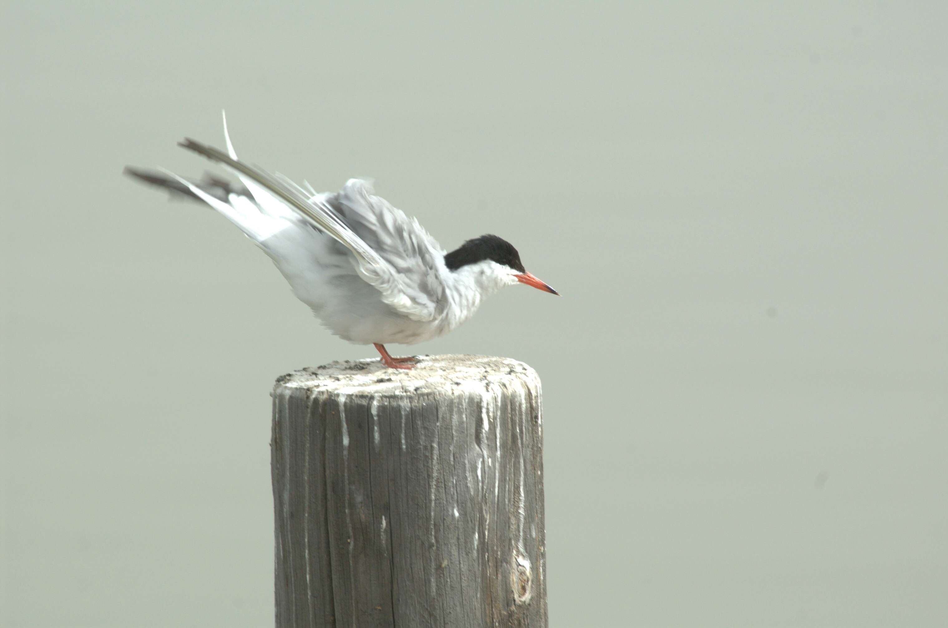 Image of Common Tern