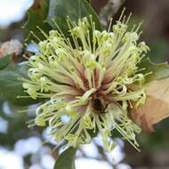 Image of holly-leaved banksia