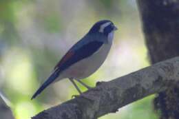 Image de Pteruthius aeralatus validirostris Koelz 1951