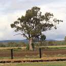 Image of Eucalyptus populnea subsp. bimbil L. A. S. Johnson & K. D. Hill