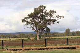 Image of Eucalyptus populnea subsp. bimbil L. A. S. Johnson & K. D. Hill