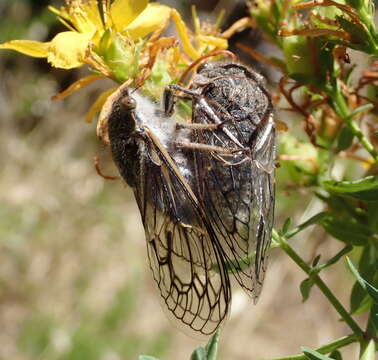 Image of Tettigades