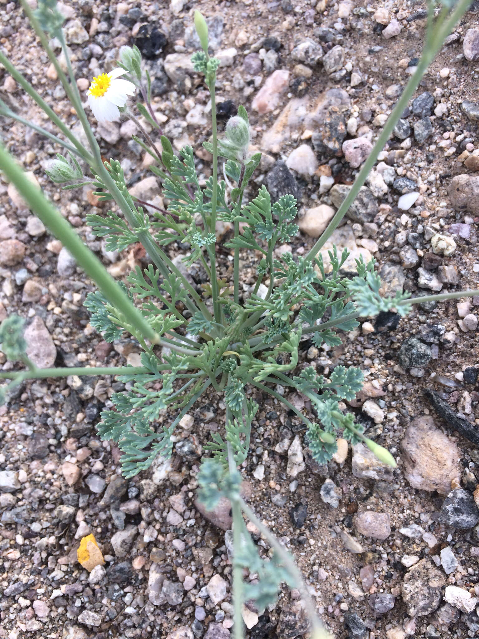 Image of Coville's poppy