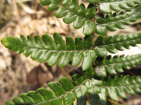 Image de Dryopteris setosa (Thunb. ex Murr.) Akasawa