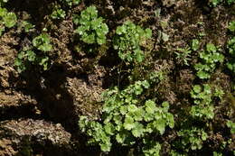 Imagem de Sullivantia hapemanii var. purpusii (Brandeg.) D. E. Soltis