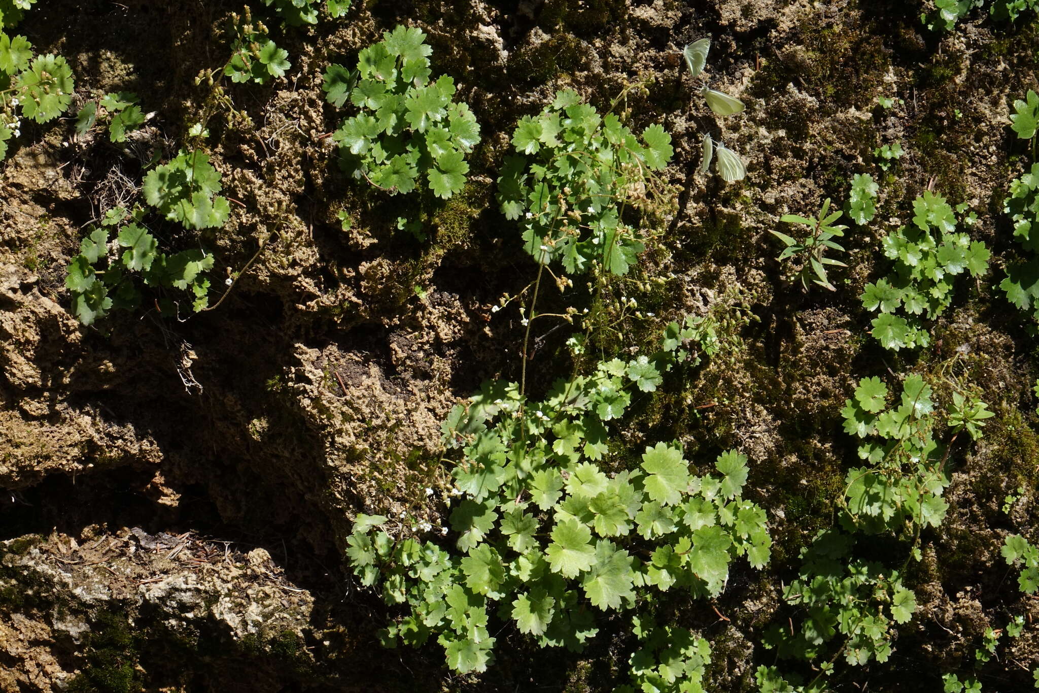 صورة Sullivantia hapemanii var. purpusii (Brandeg.) D. E. Soltis