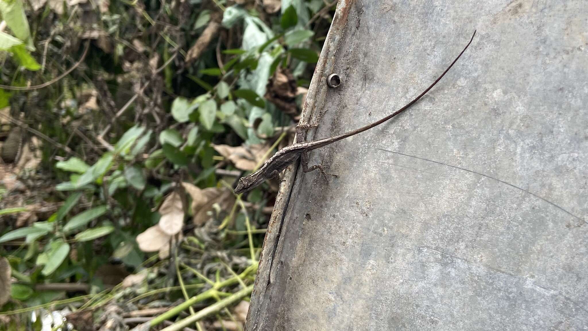 Image of Anolis wellbornae Ahl 1940