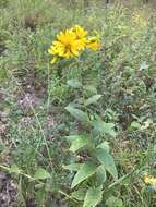 Image of <i>Silphium <i>integrifolium</i></i> var. integrifolium