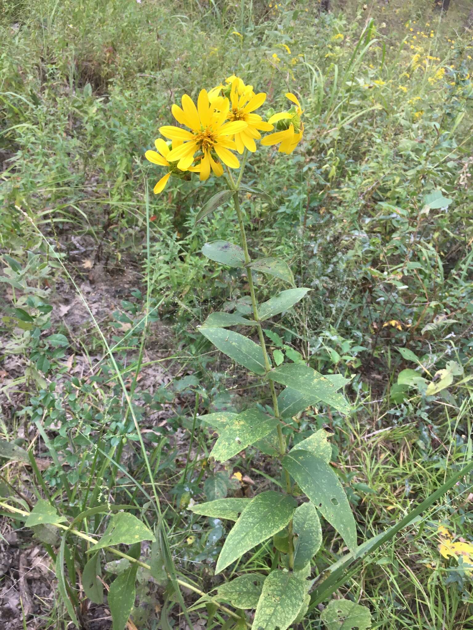 Image of <i>Silphium <i>integrifolium</i></i> var. integrifolium